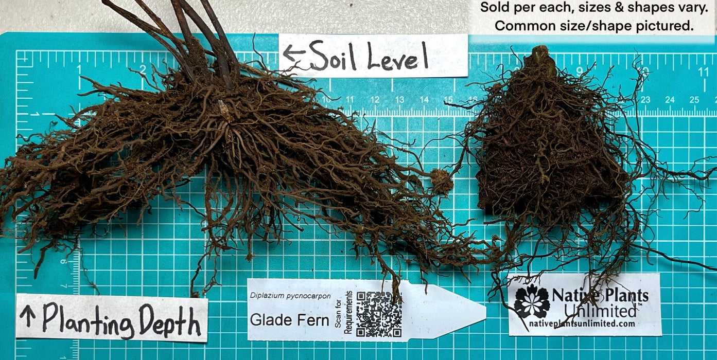 Glade Fern (Diplazium pycnocarpon) BARE ROOT