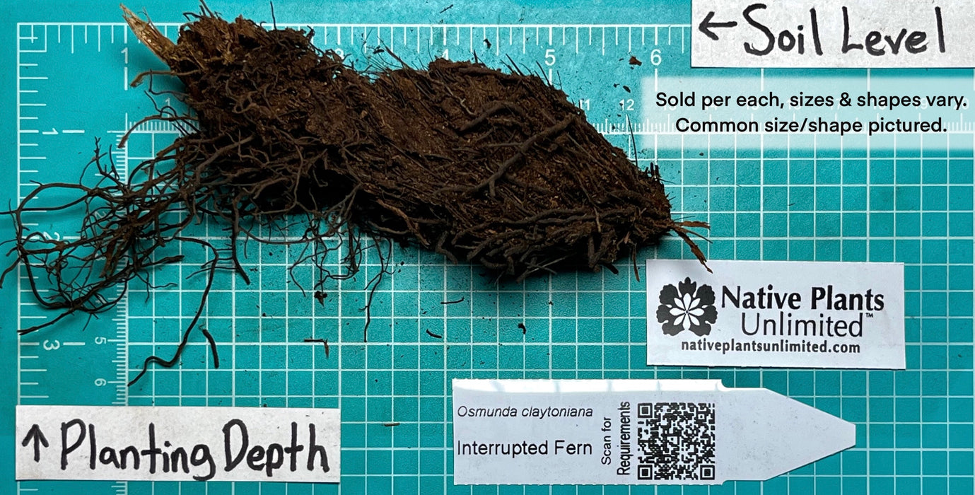 Interrupted Fern (Osmunda claytoniana) BARE ROOT