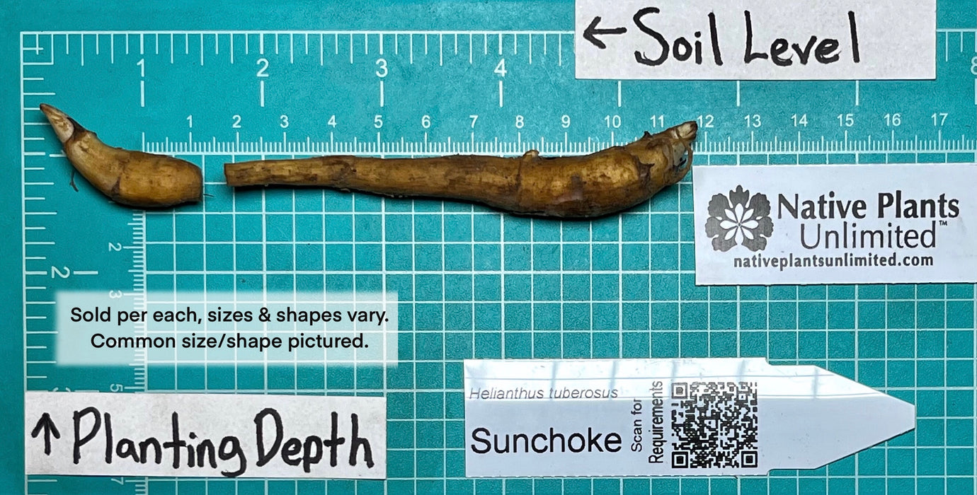 Sunchoke (Helianthus tuberosus) BARE ROOT