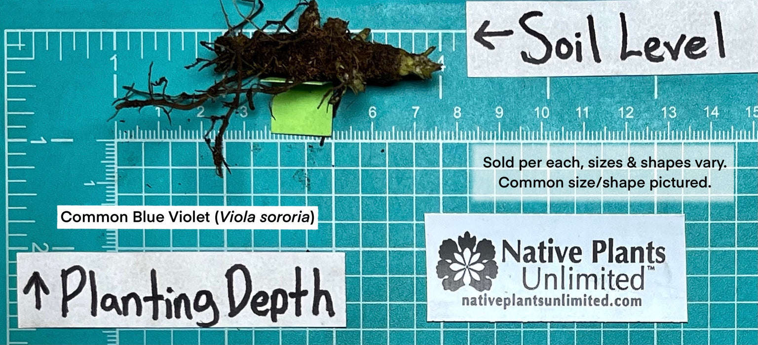 Common Blue Violet (Viola sororia) BARE ROOT