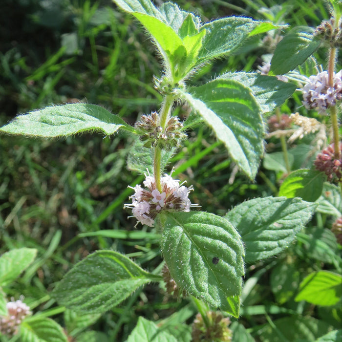 Wild Mint (Mentha arvensis)