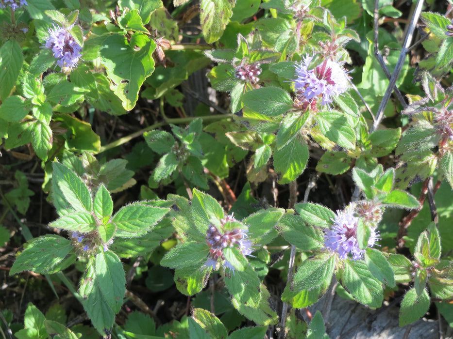 Wild Mint (Mentha arvensis)
