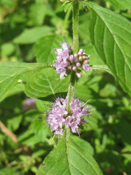 Wild Mint (Mentha arvensis)