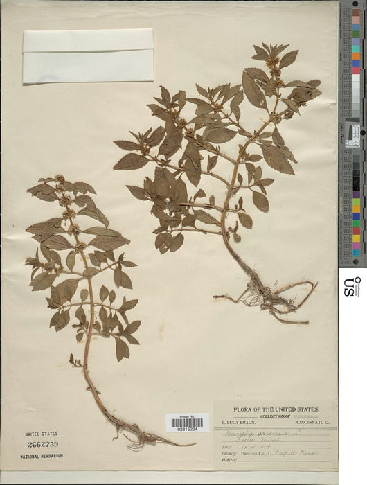 Wild Mint (Mentha arvensis)
