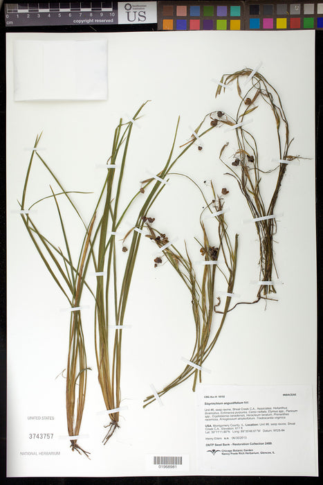Seed Pack - Stout Blue-eyed Grass (Sisyrinchium angustifolium)