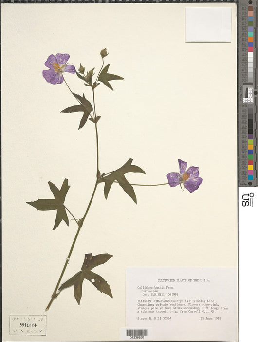 Bush’s Poppy Mallow (Callirhoe bushii)