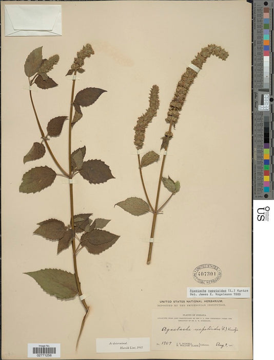 Yellow Giant Hyssop (Agastache nepetoides)