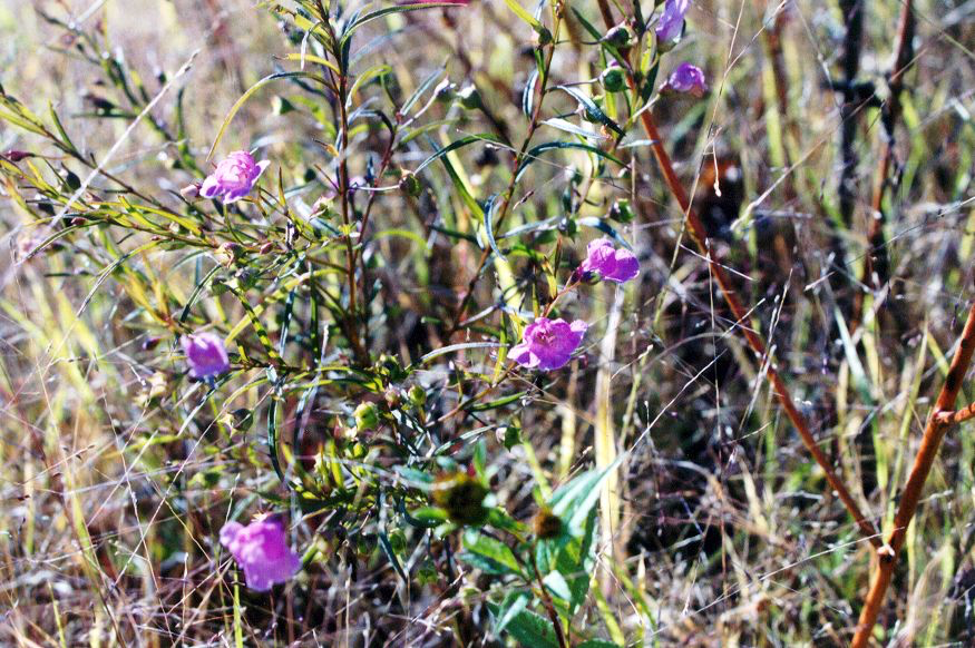 Slender False Foxglove (Agalinis tenuifolia)