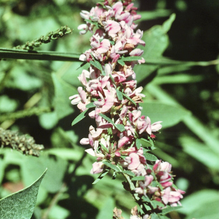 Slender Bush Clover (Lespedeza virginica)