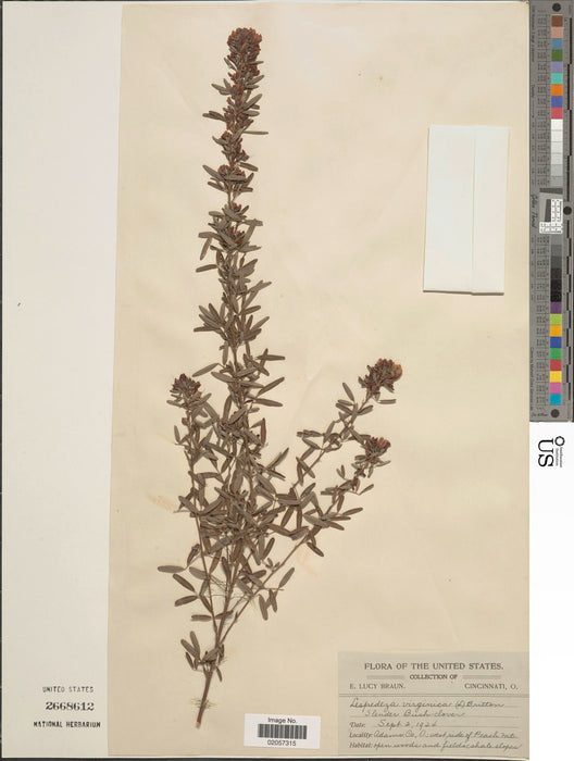 Slender Bush Clover (Lespedeza virginica)