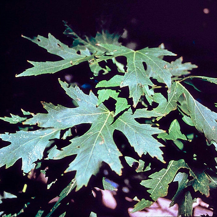Silver Maple (Acer saccharinum) 3 GAL