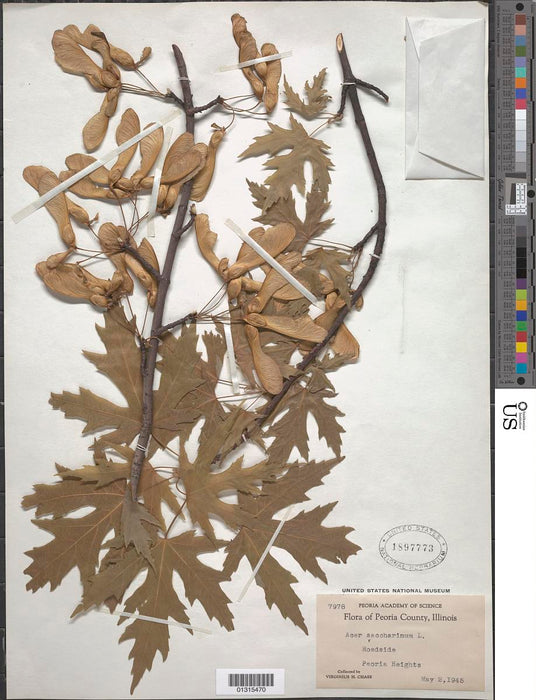 Silver Maple (Acer saccharinum) 3 GAL