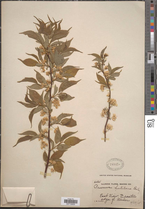 Wild Goose Plum (Prunus hortulana) 1 GAL