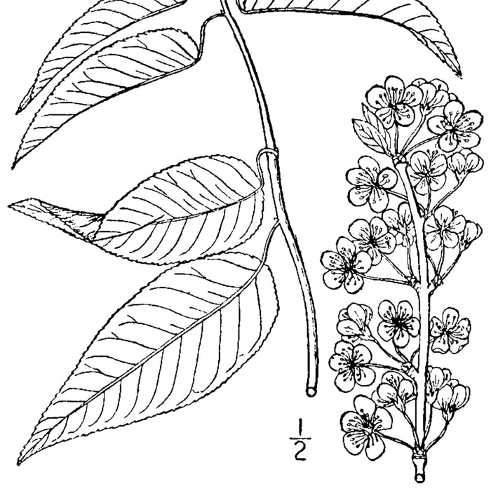 Wild Goose Plum (Prunus hortulana) 1 GAL