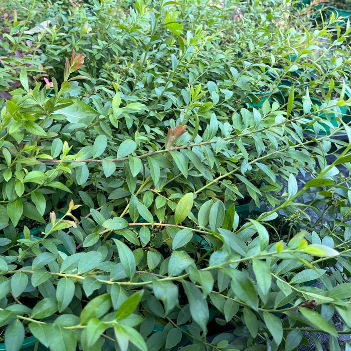 Hybrid Wild Blueberry (Vaccinium corymbosum x angustifolium)