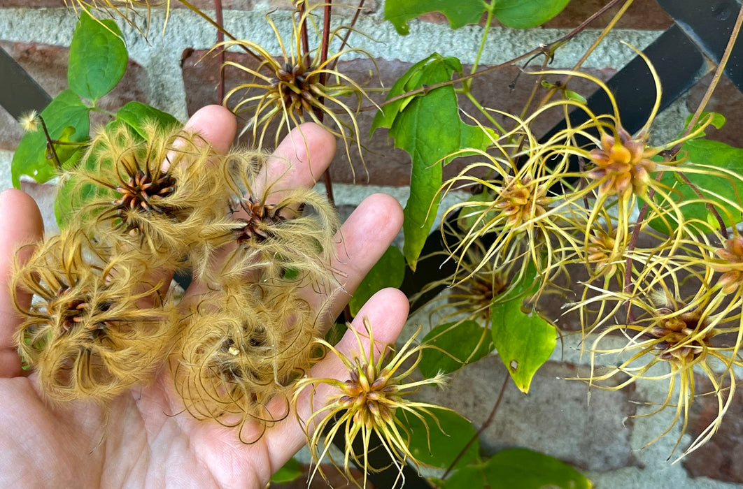 Clematis (Clematis viorna) in the Clematis Database Clematis (Clematis viorna) in the Clematis Database