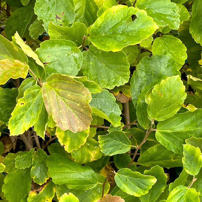 Vernal Witchhazel (Hamamelis vernalis)