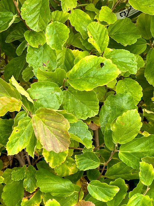 Vernal Witchhazel (Hamamelis vernalis)
