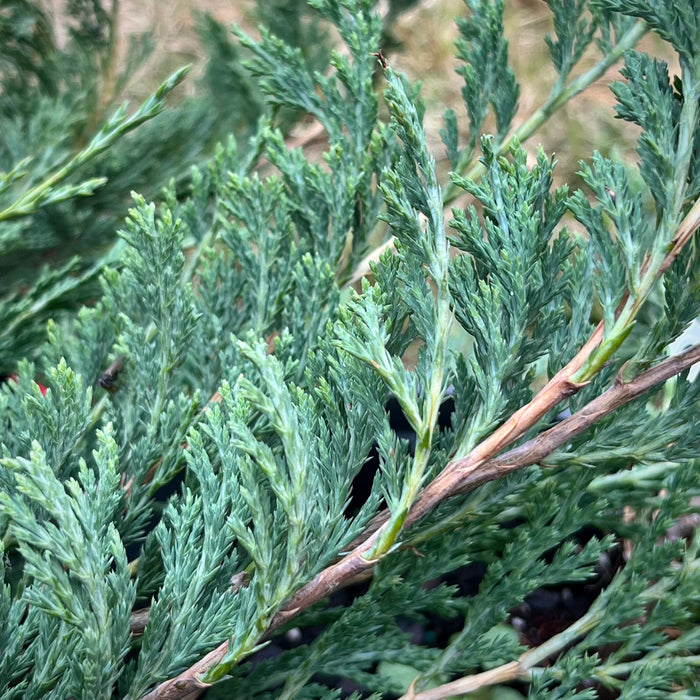 Creeping Juniper (Juniperus horizontalis)