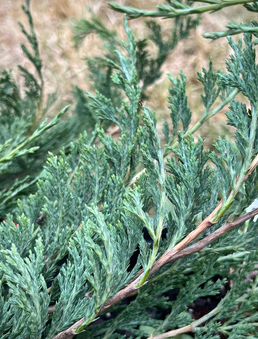 Creeping Juniper (Juniperus horizontalis)