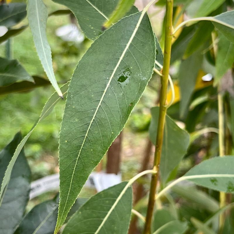 Peachleaf Willow (Salix amygdaloides)