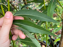 Peachleaf Willow (Salix amygdaloides)