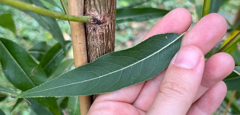 Peachleaf Willow (Salix amygdaloides)