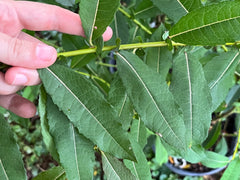 Pussy Willow (Salix discolor)