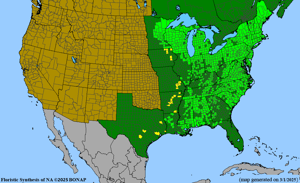 Winterberry Holly (Ilex verticillata)