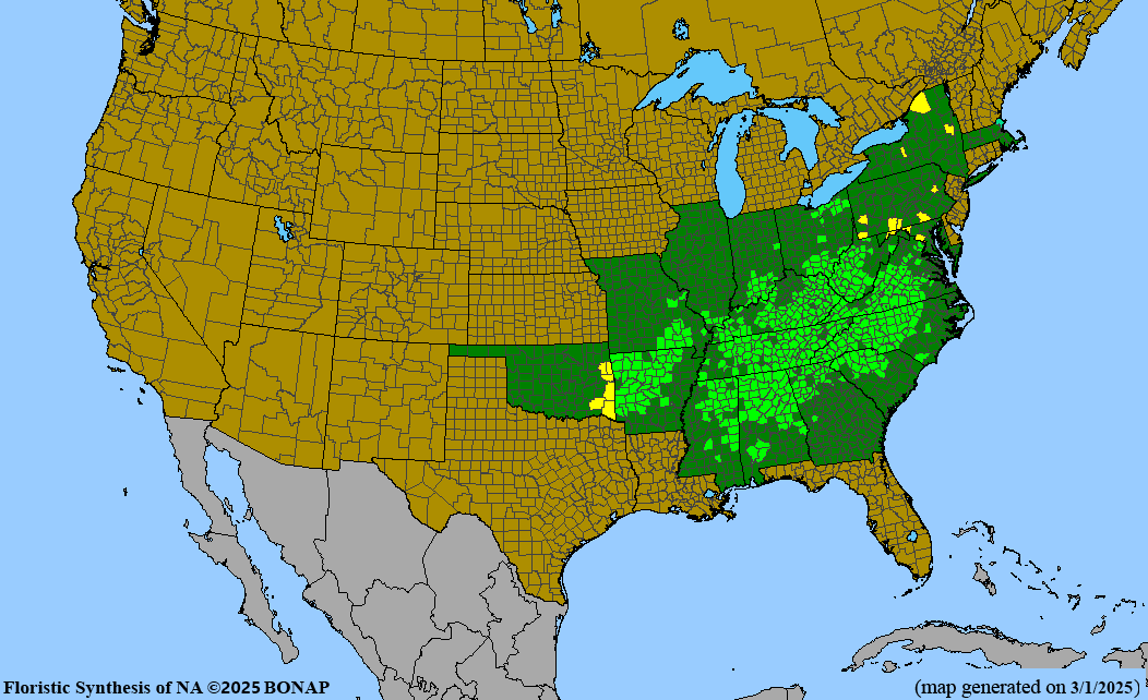 Dwarf Crested Iris (Iris cristata)