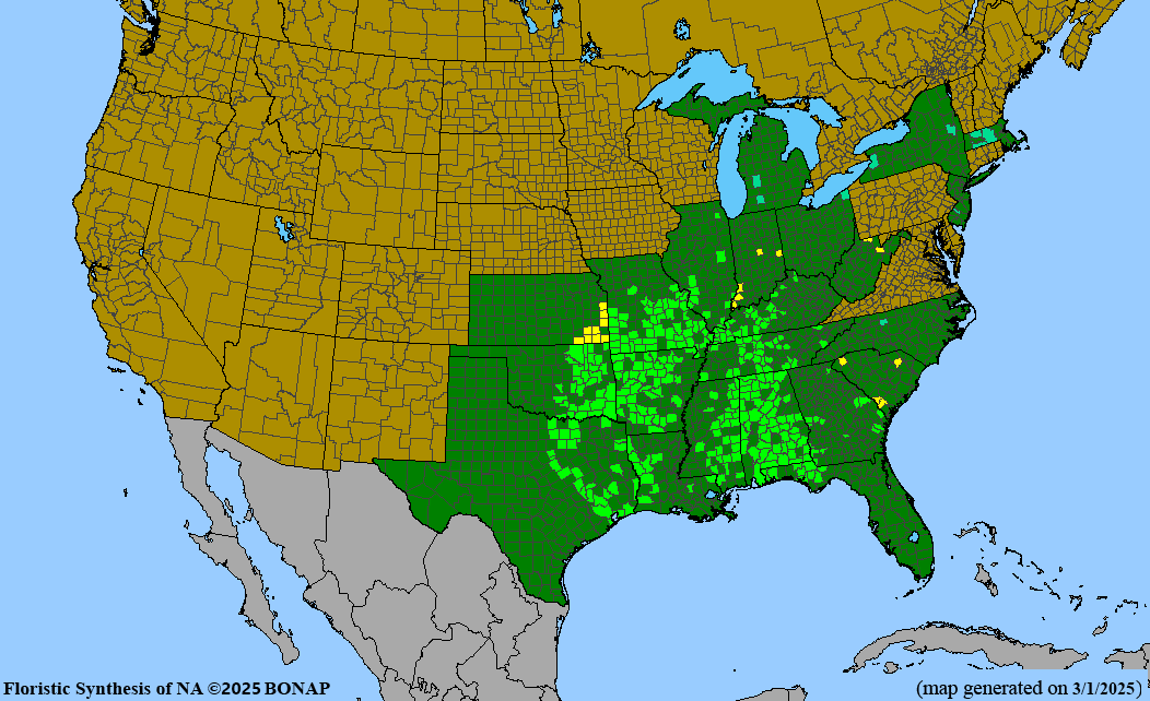 Wooly Pipevine (Isotrema tomentosum, formerly Aristolochia tomentosa) 2"x2"x3" Pot