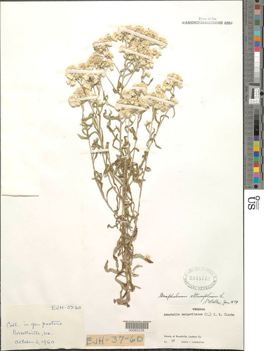Pearly Everlasting (Anaphalis margaritacea)