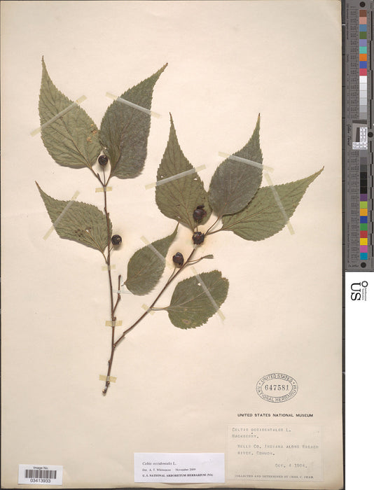 Hackberry (Celtis occidentalis)