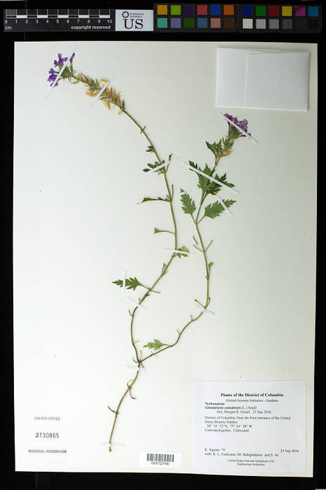 Rose Verbena (Glandularia canadensis) 2x2x3" Pot