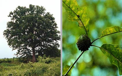 Overcup Oak (Quercus lyrata) 3 GAL