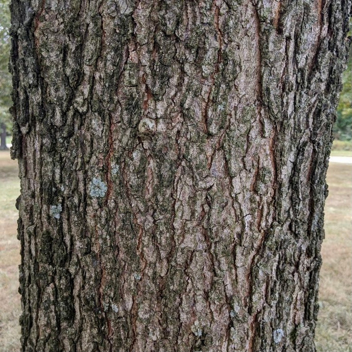 Cherrybark Oak (Quercus pagoda) 3 GAL