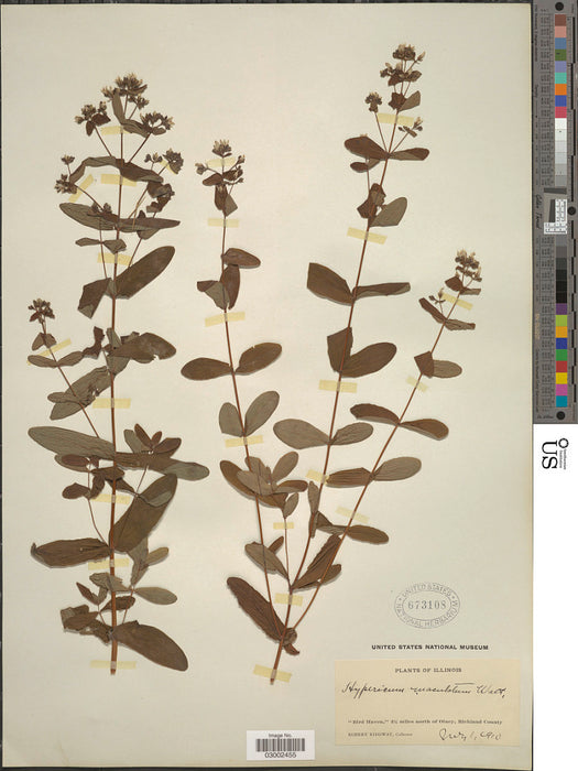 Spotted St. John’s Wort (Hypericum punctatum)