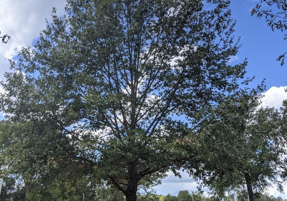 Cherrybark Oak (Quercus pagoda) 3 GAL
