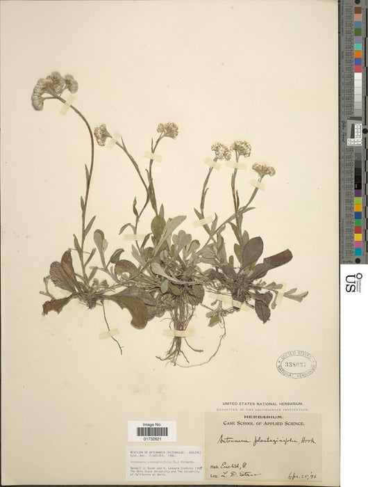 Pussytoes (Antennaria plantaginifolia)