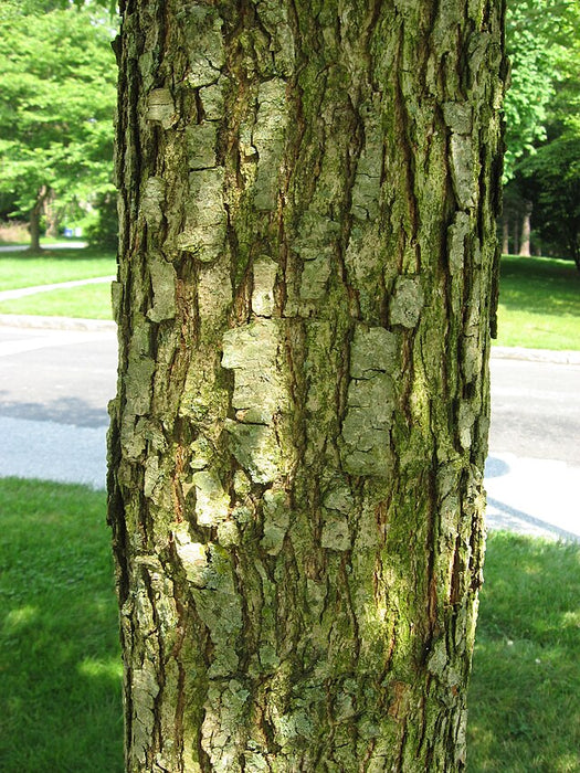 Overcup Oak (Quercus lyrata) 3 GAL
