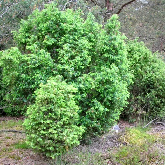 Common Juniper (Juniperus communis)