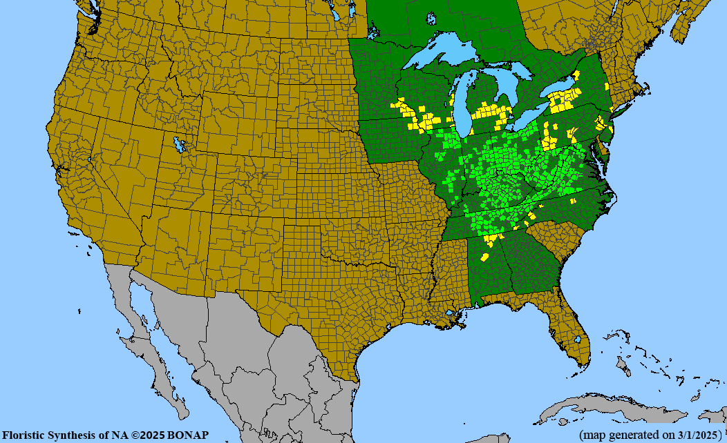 Twinleaf (Jeffersonia diphylla) BARE ROOT