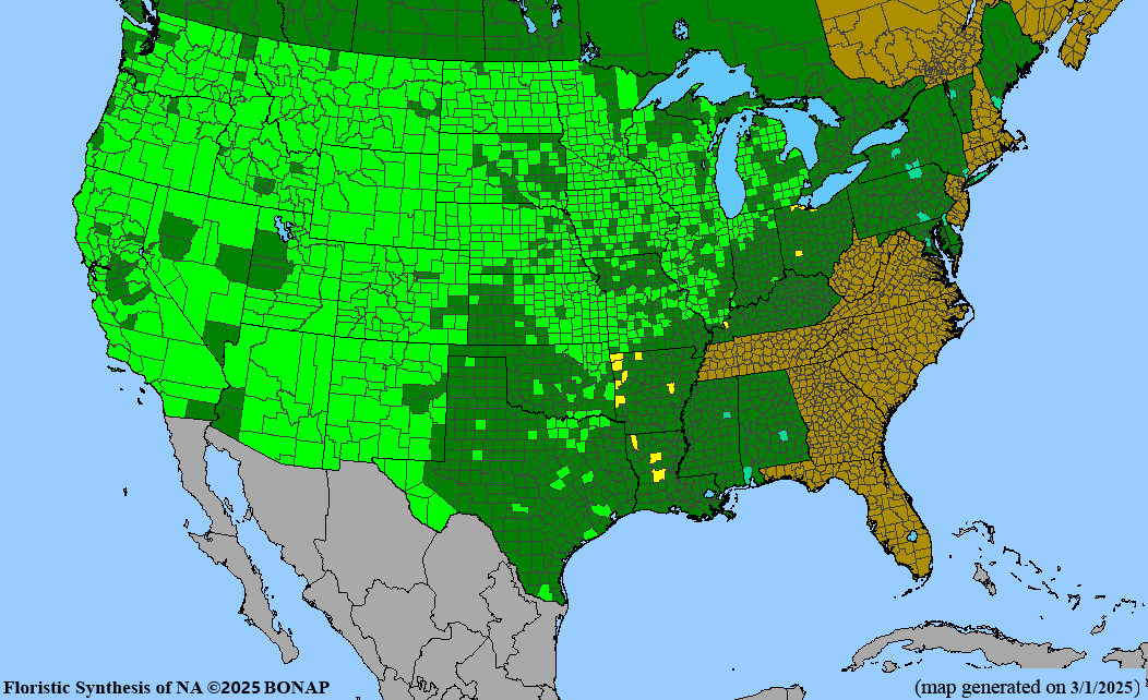 Seed Pack - June Grass (Koeleria macrantha)