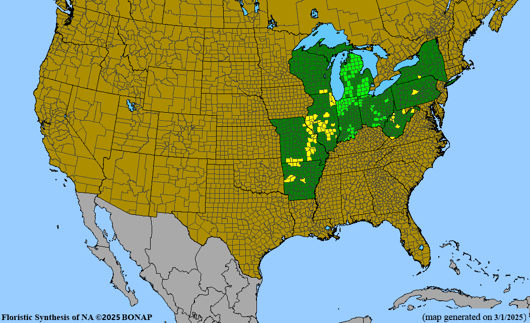 Seed Pack - Northern Blazing Star (Liatris scariosa var. nieulandii)