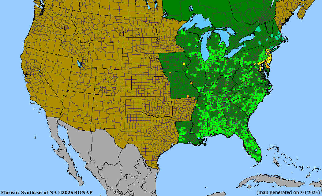 Seed Pack - Dense Blazing Star (Liatris spicata)