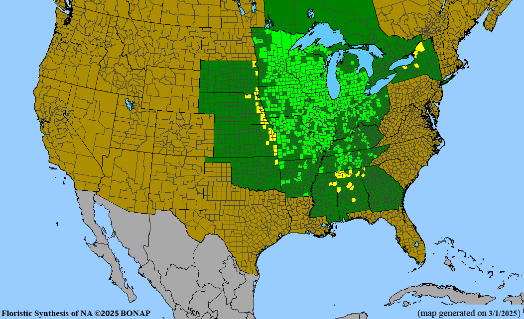 Michigan Lily (Lilium michiganense) BARE ROOT