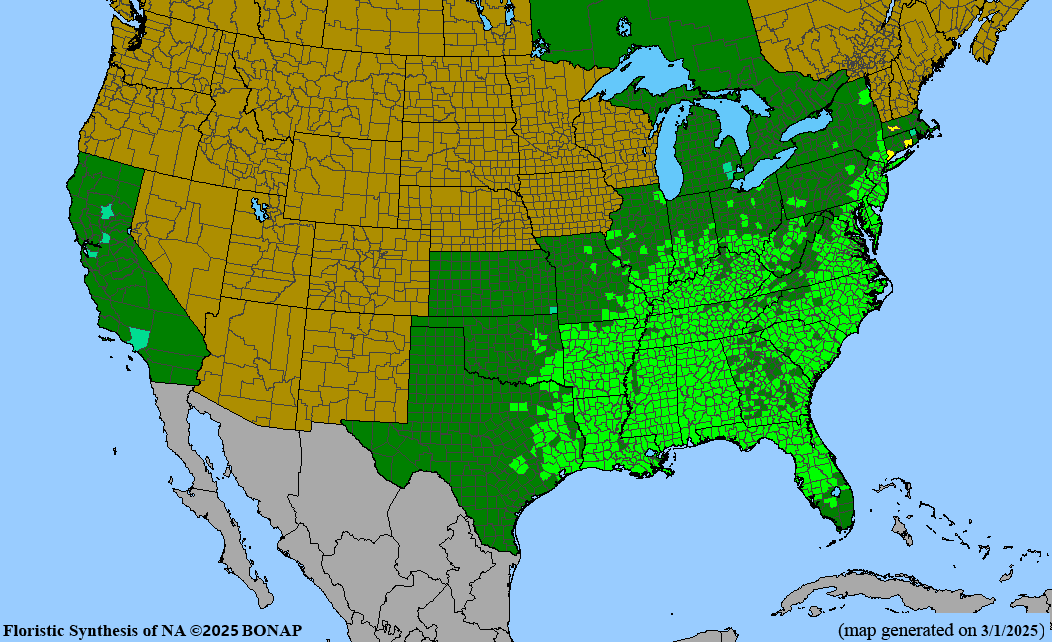 Sweetgum (Liquidambar styraciflua)