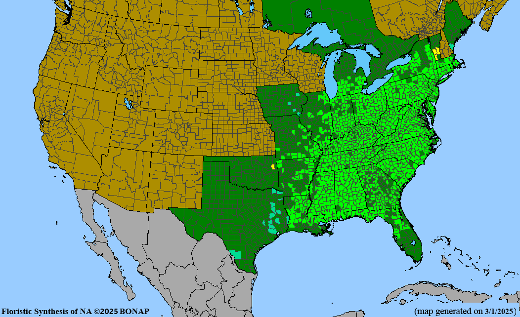 Tulip Poplar (Liriodendron tulipifera)