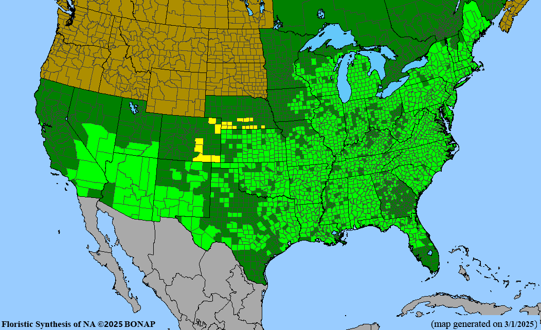 Seed Pack - Cardinal Flower (Lobelia cardinalis)