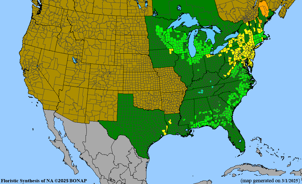 Seed Pack - Sundial [Wild] Lupine (Lupinus perennis)